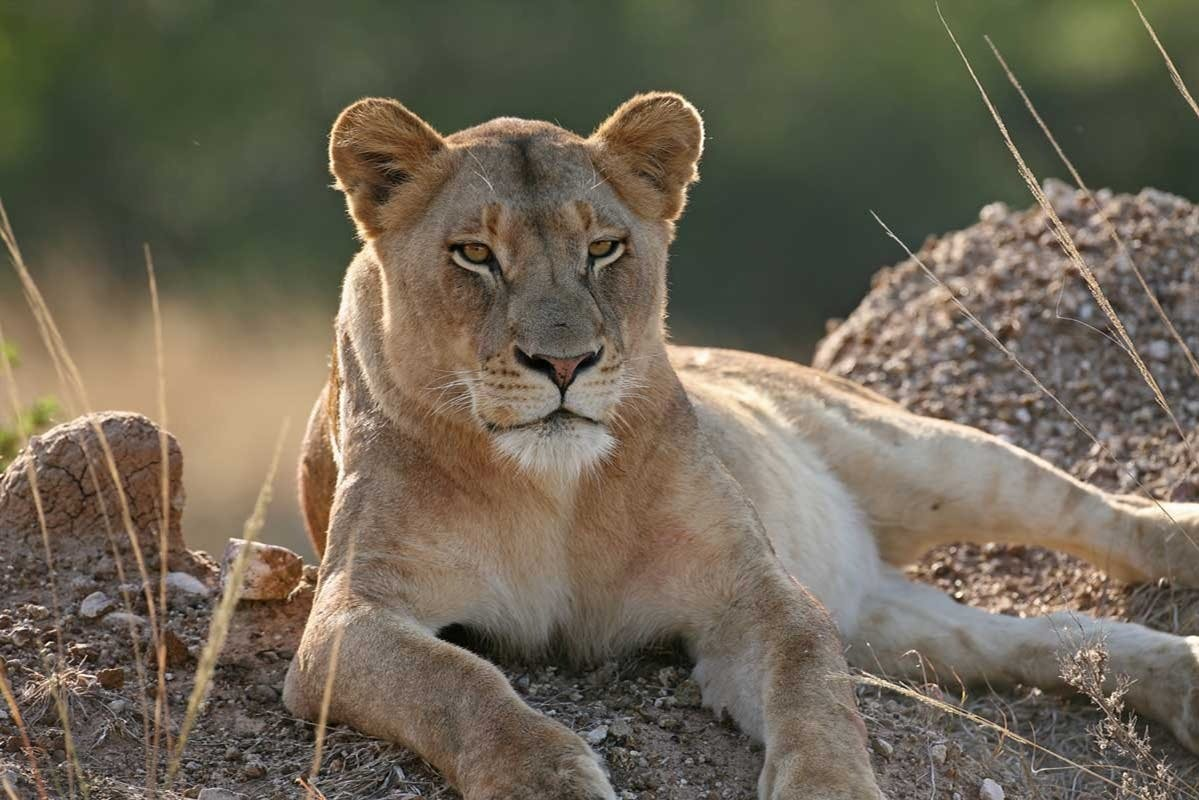 Cape Town: Small-Group Aquila Safari Tour with Wine Tasting - Photo 1 of 7